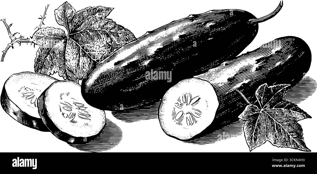 Gravure botanique vintage de concombre et de morceaux tranchés avec des feuilles pour la conception. Illustration de Vecteur