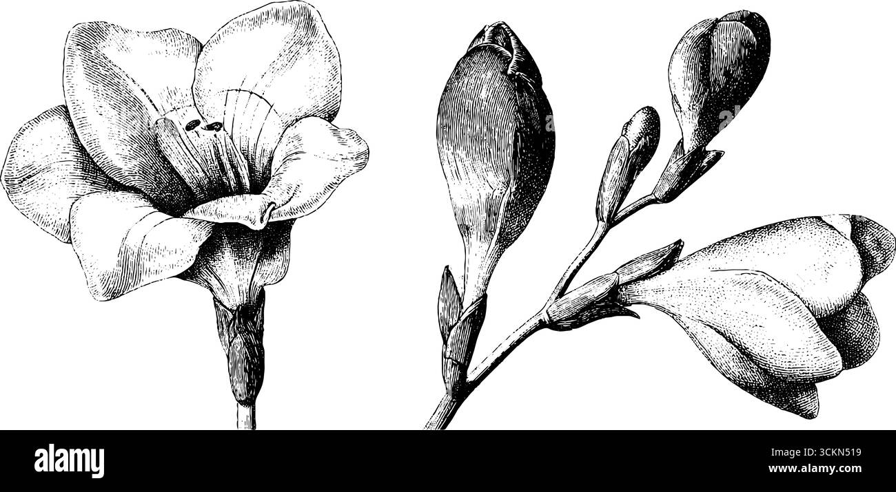 Ensemble d'illustration de bourgeon freesia gravé et de fleur pour des motifs botaniques. Illustration de Vecteur