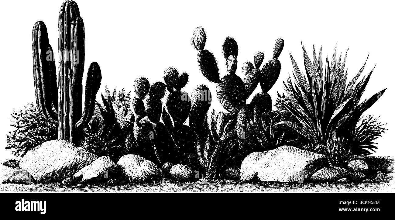 Illustration gravée complexe du jardin de cactus mexicain avec diverses succulentes. Illustration de Vecteur