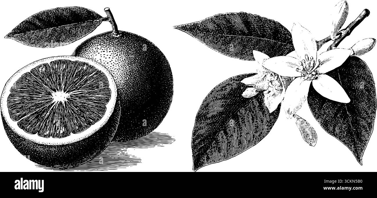Illustration gravée vintage d'orange entière et d'orange tranchée avec des éléments botaniques. Illustration de Vecteur