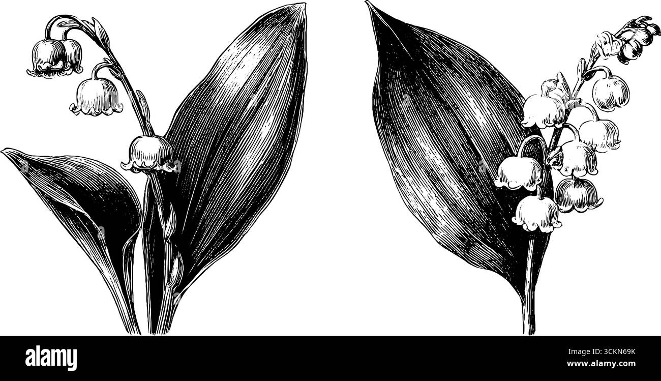 Ensemble détaillé d'illustration gravée de lis de la vallée pour un design botanique élégant. Illustration de Vecteur
