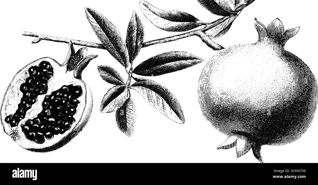 Gravure botanique vintage de grenades entières et coupées en deux avec des feuilles. Illustration de Vecteur
