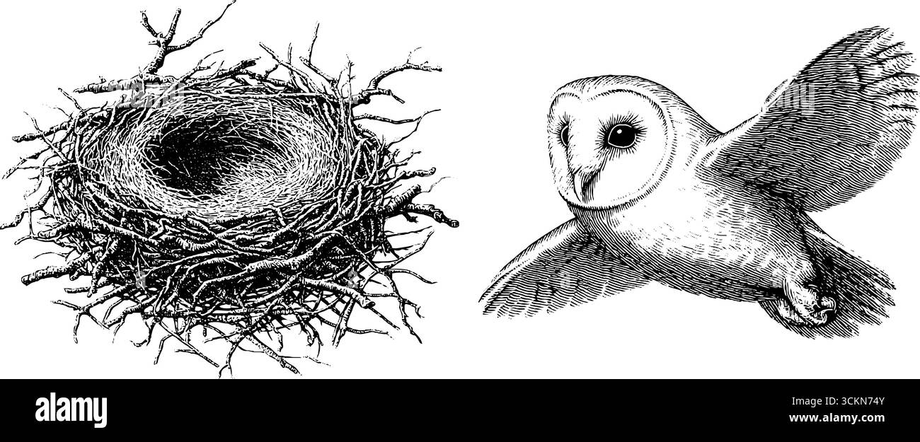 Illustration gravée de chouette grange et scène de nidification de foin pour la conception de la nature. Illustration de Vecteur