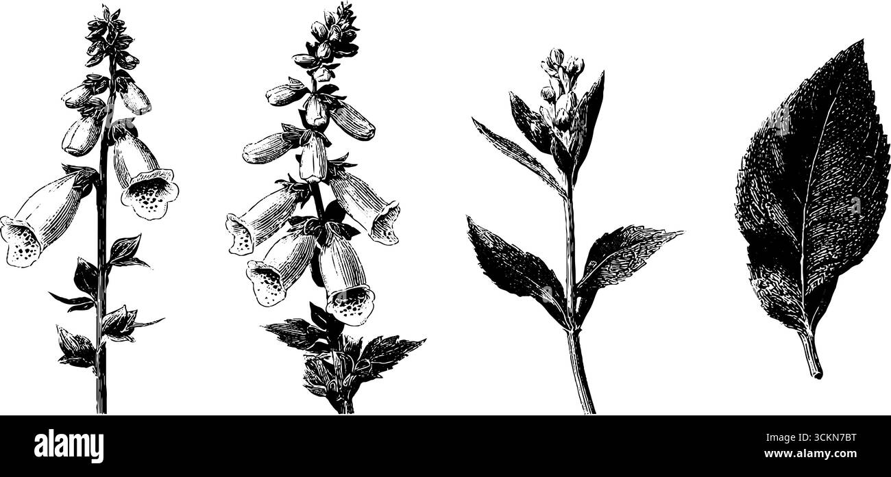 Ensemble d'illustration botanique gravé de fleurs et de feuilles de foxglove pour la conception. Illustration de Vecteur