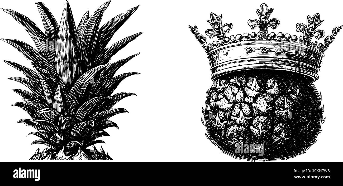Illustrations d'ananas gravées pour un design vintage. Illustration de Vecteur