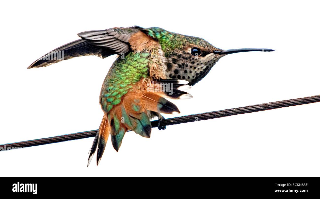 Placentia, Californie, États-Unis. 12 septembre 2025. Vendredi matin, à Placentia, en Californie, un colibri AllenÃs se nourrit de nectar des fleurs d'un buisson de salvia 'Hot Lips', dans un jardin de banlieue. (Crédit image : © Bruce Chambers/ZUMA Press Wire) USAGE ÉDITORIAL SEULEMENT ! Non destiné à UN USAGE commercial ! Banque D'Images