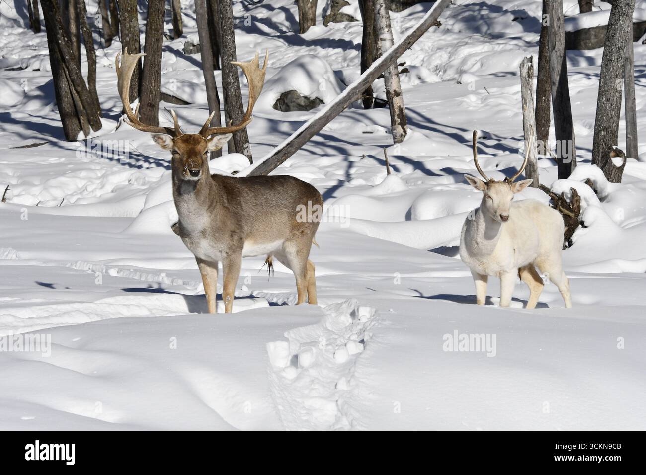 Une paire de cerfs mâles en jachère. L'un est un albinos. Banque D'Images