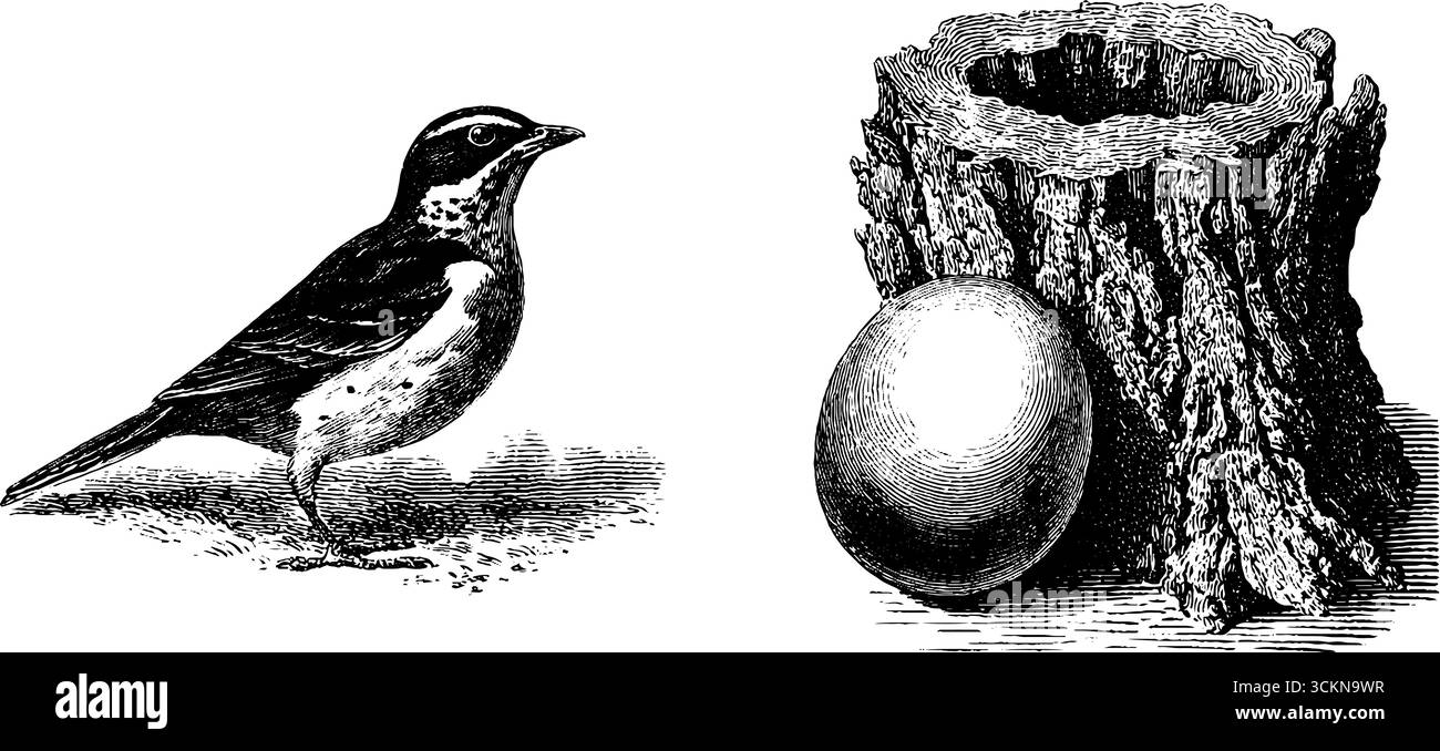 Illustration gravée de crécerelle avec tronc creux et oeuf pour la conception de la nature. Illustration de Vecteur