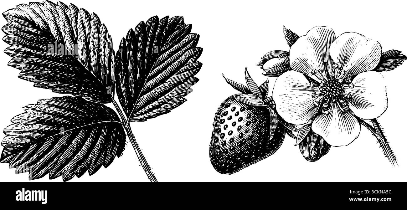 Ensemble botanique gravé avec des plants de fraises sauvages et des fleurs détaillées. Illustration de Vecteur