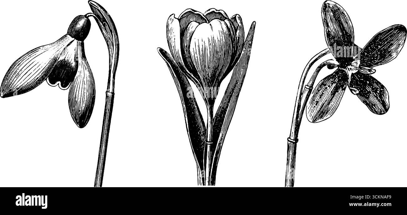 Illustration botanique gravée de bourgeon de goutte de neige et de fleurs ouvertes pour la conception d'impression de la nature. Illustration de Vecteur