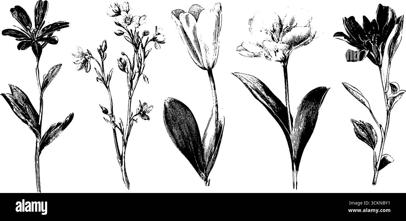 Élégante collection d'illustrations de fleurs gravées pour le design botanique et la décoration. Illustration de Vecteur