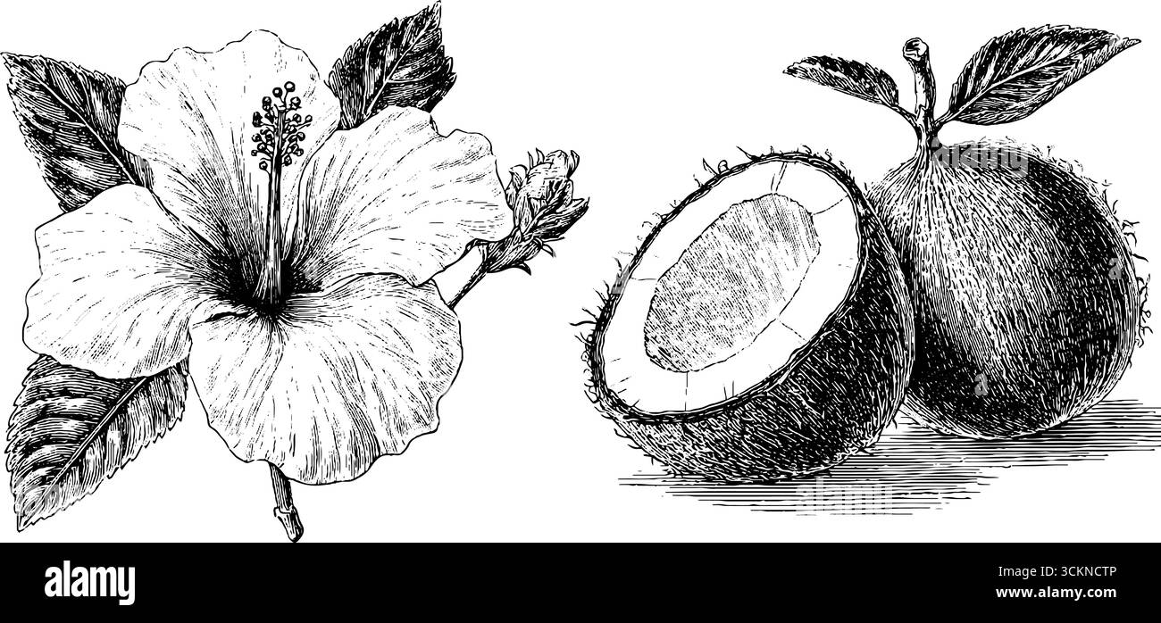 Gravure botanique à l'hibiscus tropical et à la noix de coco pour l'art et la décoration. Illustration de Vecteur