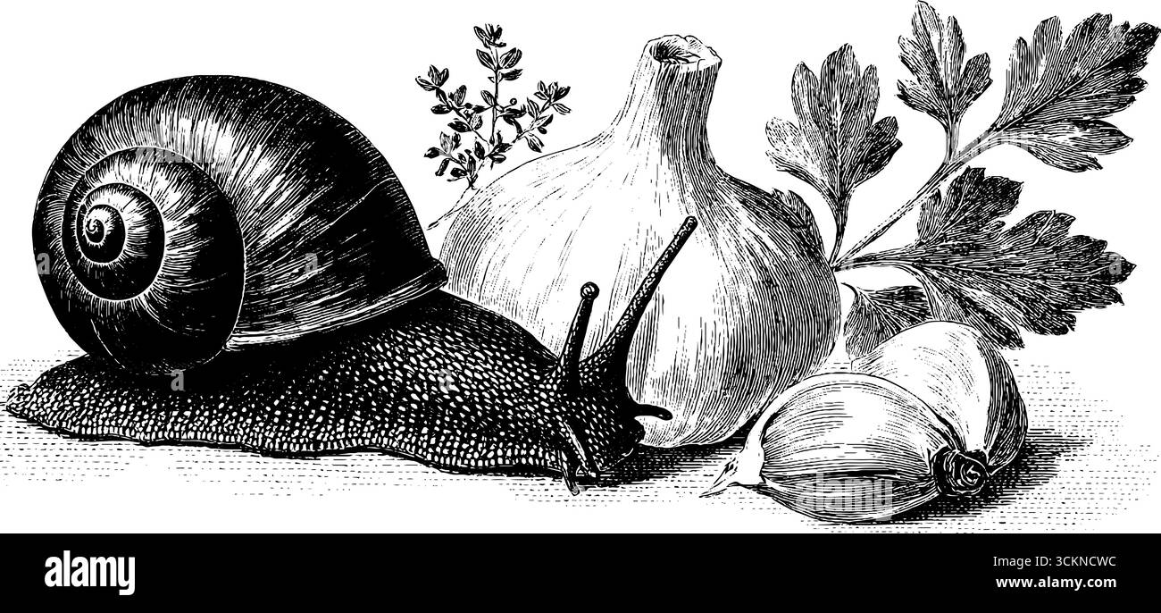 Gravure complexe d'escargots avec des herbes aromatiques pour la conception d'impression. Illustration de Vecteur