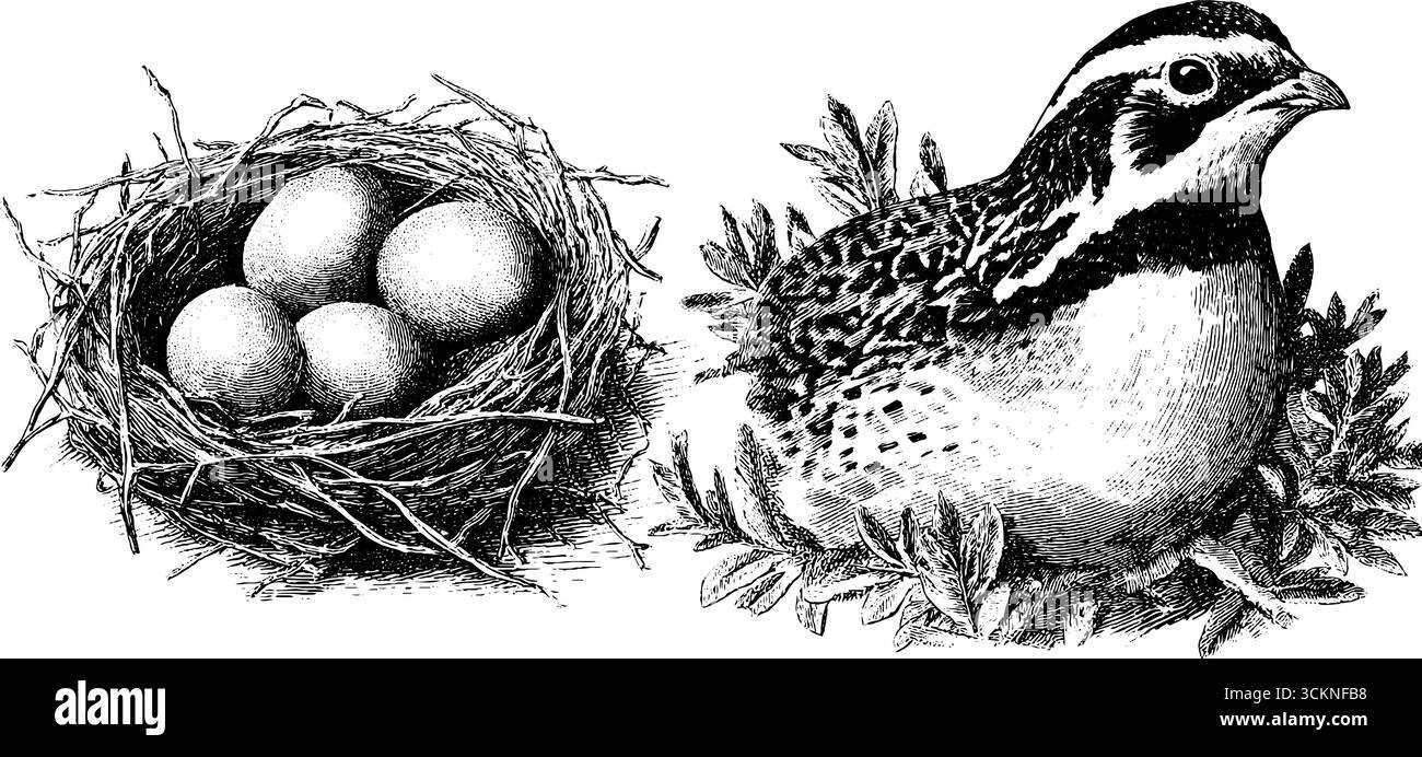 Ensemble d'illustration de la nature gravée : nid de caille et de brousse pour l'art de la faune et des projets de design. Illustration de Vecteur