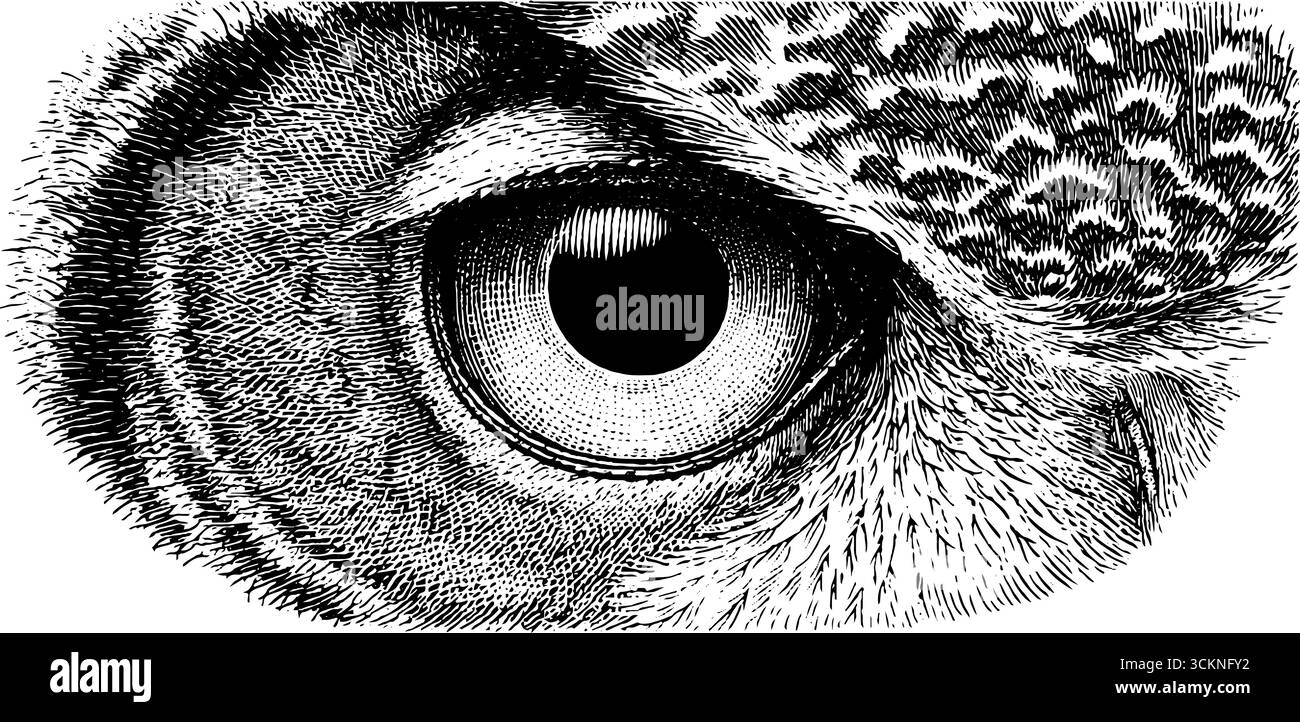 Illustration gravée de l'oeil de hibou avec texture de plume détaillée. Illustration de Vecteur