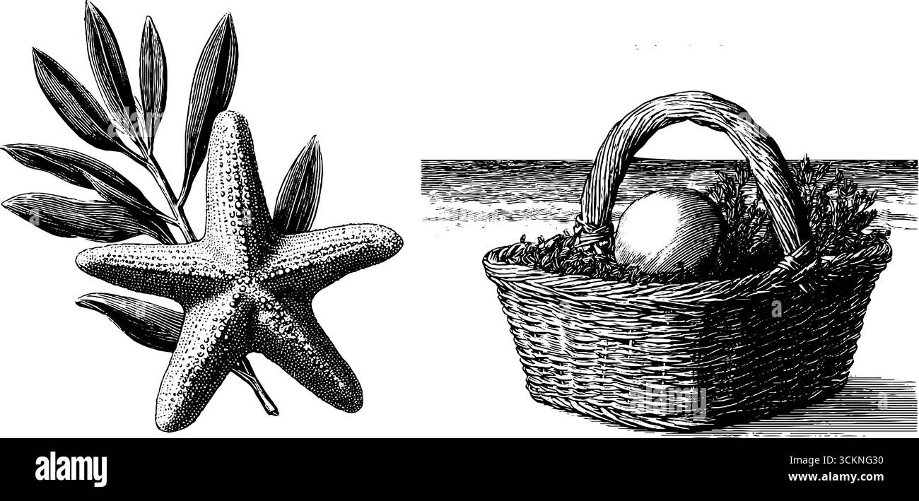 Étoiles de mer gravées et éléments de nature avec panier pour la conception artistique. Illustration de Vecteur