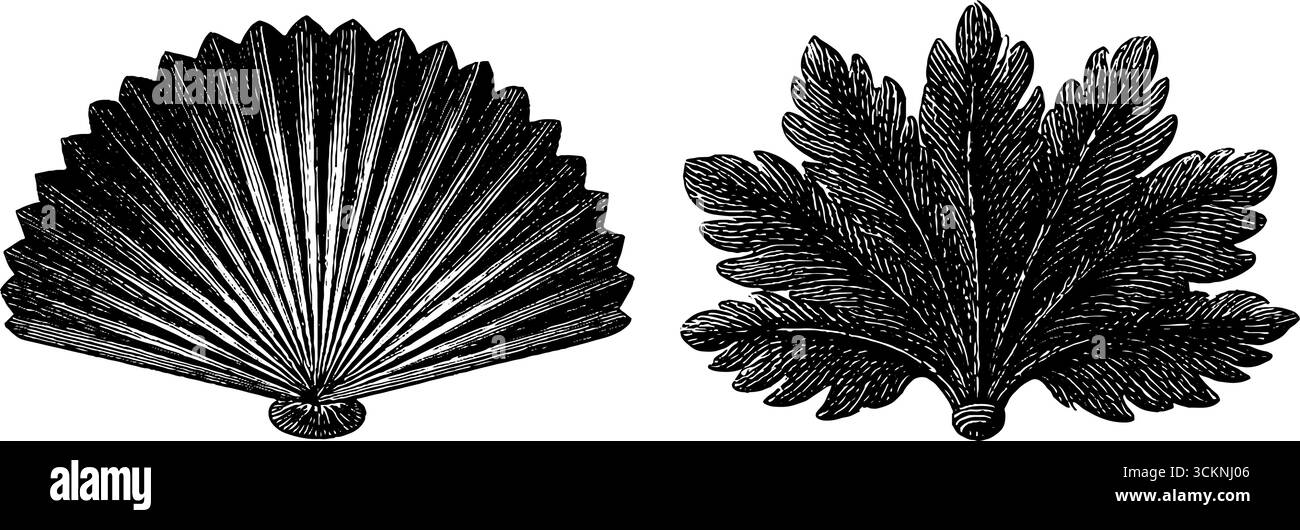 Vintage gravé ensemble de dessins de ventilateur et de feuilles en miroir pour l'art décoratif et l'artisanat. Illustration de Vecteur