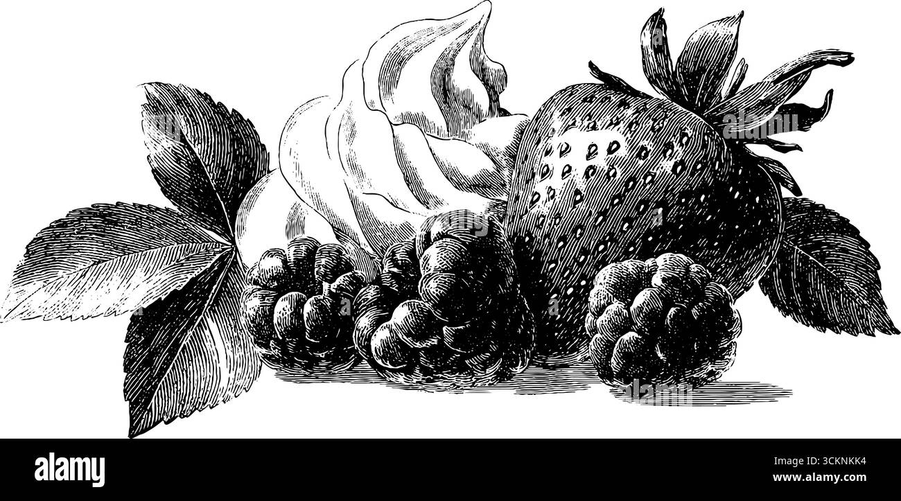 Illustration gravée de desserts de baies d'été avec des fraises et de la crème. Illustration de Vecteur