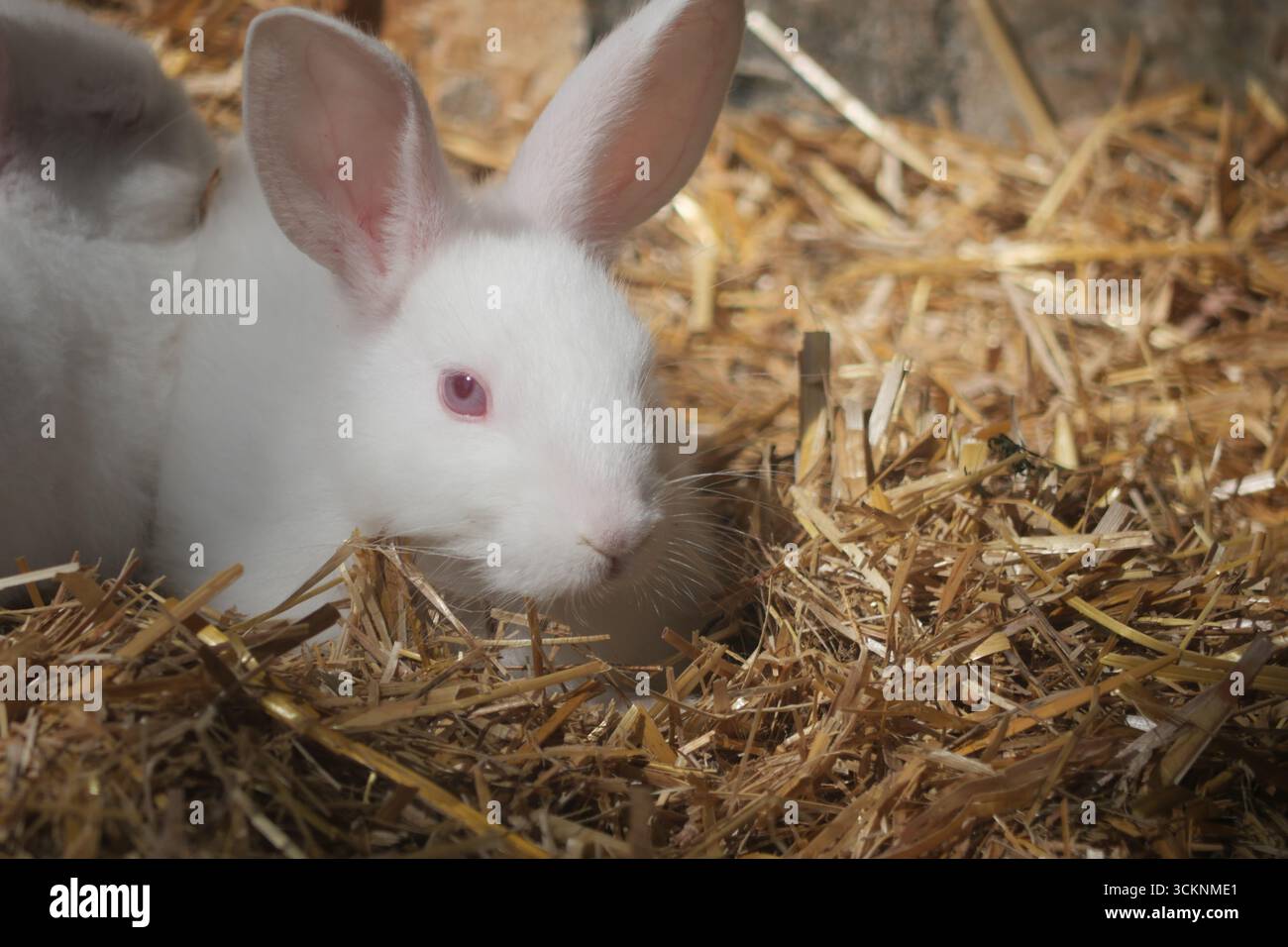 Lapin blanc explorant la literie de paille dans une grange ensoleillée Banque D'Images