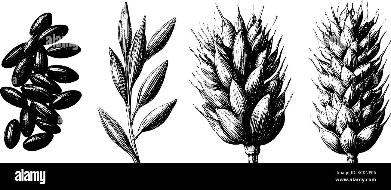 Illustration botanique gravée de grains de riz et d'oreilles de blé pour la conception et la décoration. Illustration de Vecteur