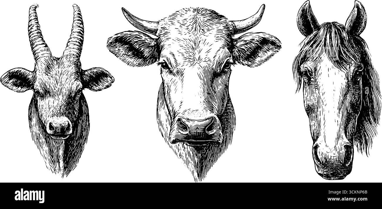 Gravures d'animaux de ferme : têtes de vache, de chèvre et de cheval pour des projets de design et d'art. Illustration de Vecteur