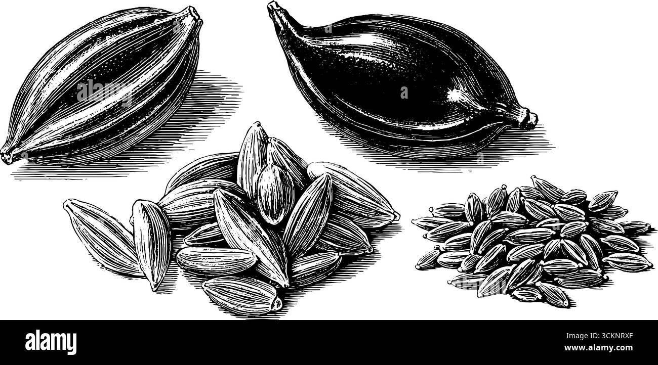 Illustration botanique gravée de graines de moutarde et de gousses de fenugrec pour la conception à base de plantes. Illustration de Vecteur