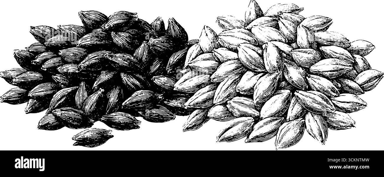 Gravure botanique de grains d'amarante - illustration de la nature de style vintage pour les impressions botaniques. Illustration de Vecteur