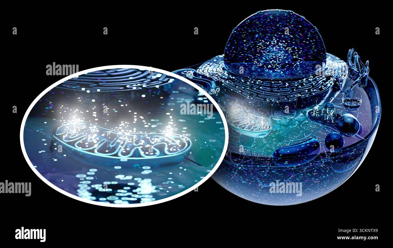 Illustration d'une cellule animale avec un encart de mitochondrie. Les mitochondries sont des organites qui produisent de l'énergie pour une cellule. Banque D'Images
