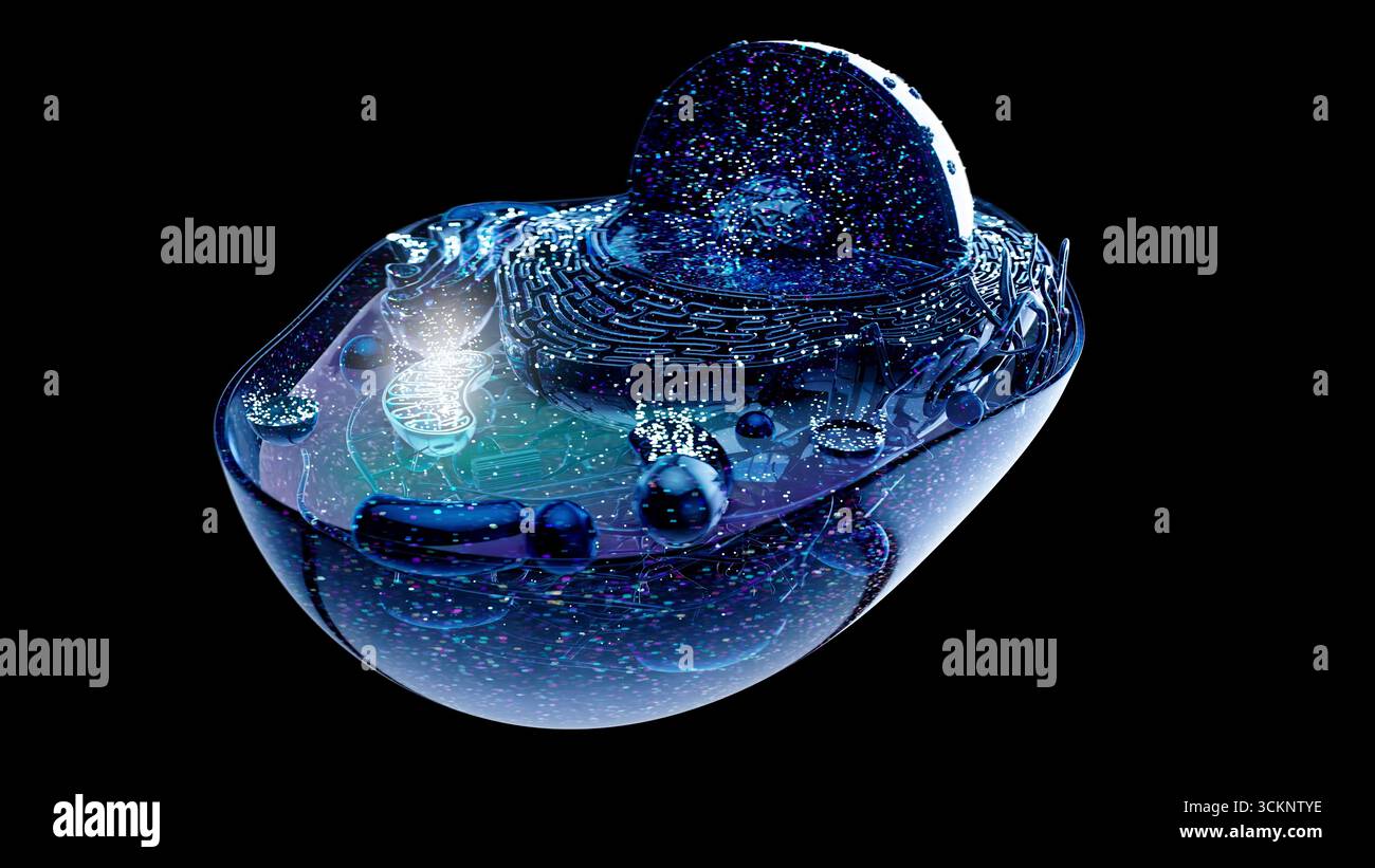 Illustration d'une cellule animale avec une mitochondrie mise en évidence. Les mitochondries sont des organites qui produisent de l'énergie pour une cellule. Banque D'Images