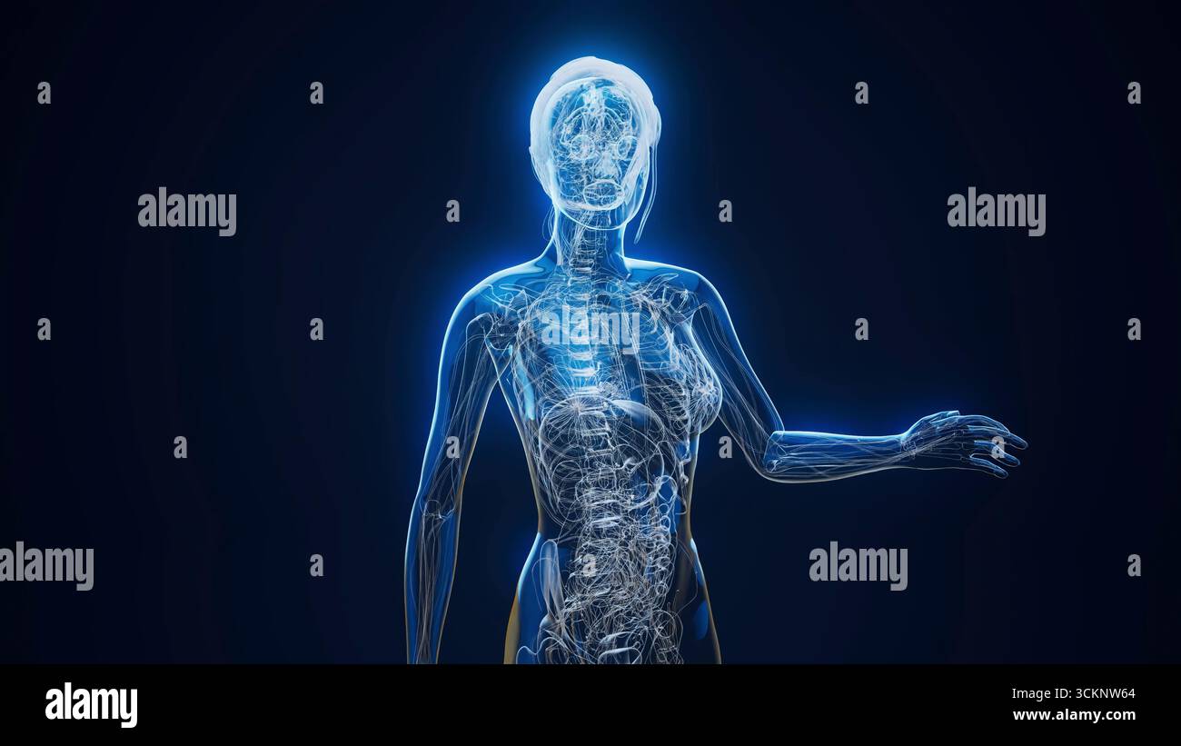 Anatomie féminine, de l'illustration. Banque D'Images