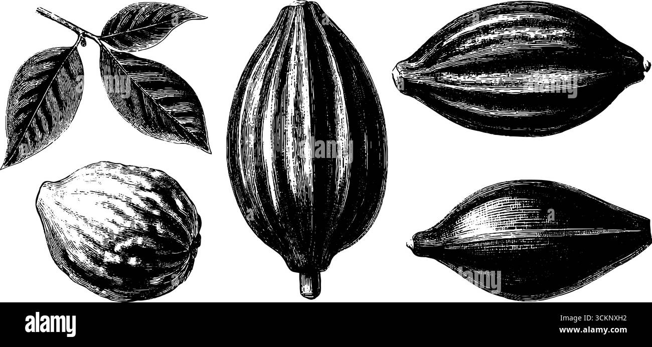 Illustration d'épices gravées vintage avec des boutons de clou de girofle et de la muscade pour la conception culinaire. Illustration de Vecteur