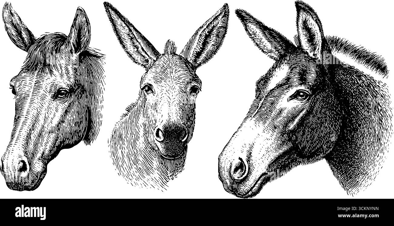 Ensemble d'illustrations gravées représentant des têtes de cheval et d'âne pour la conception d'art animal. Illustration de Vecteur