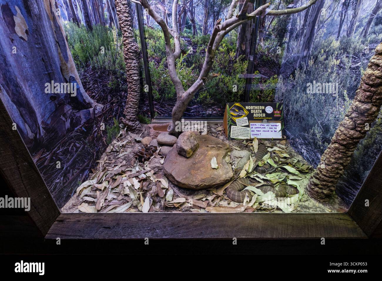 Un terrarium affichant l'additionneur de mort du nord au milieu d'un habitat naturel de style forêt. La configuration comprend du feuillage artificiel, des roches et des informat Banque D'Images