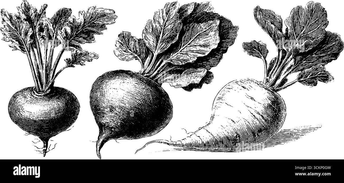 Gravure botanique vintage de variétés de radis et navet pour la conception et l'impression Illustration de Vecteur