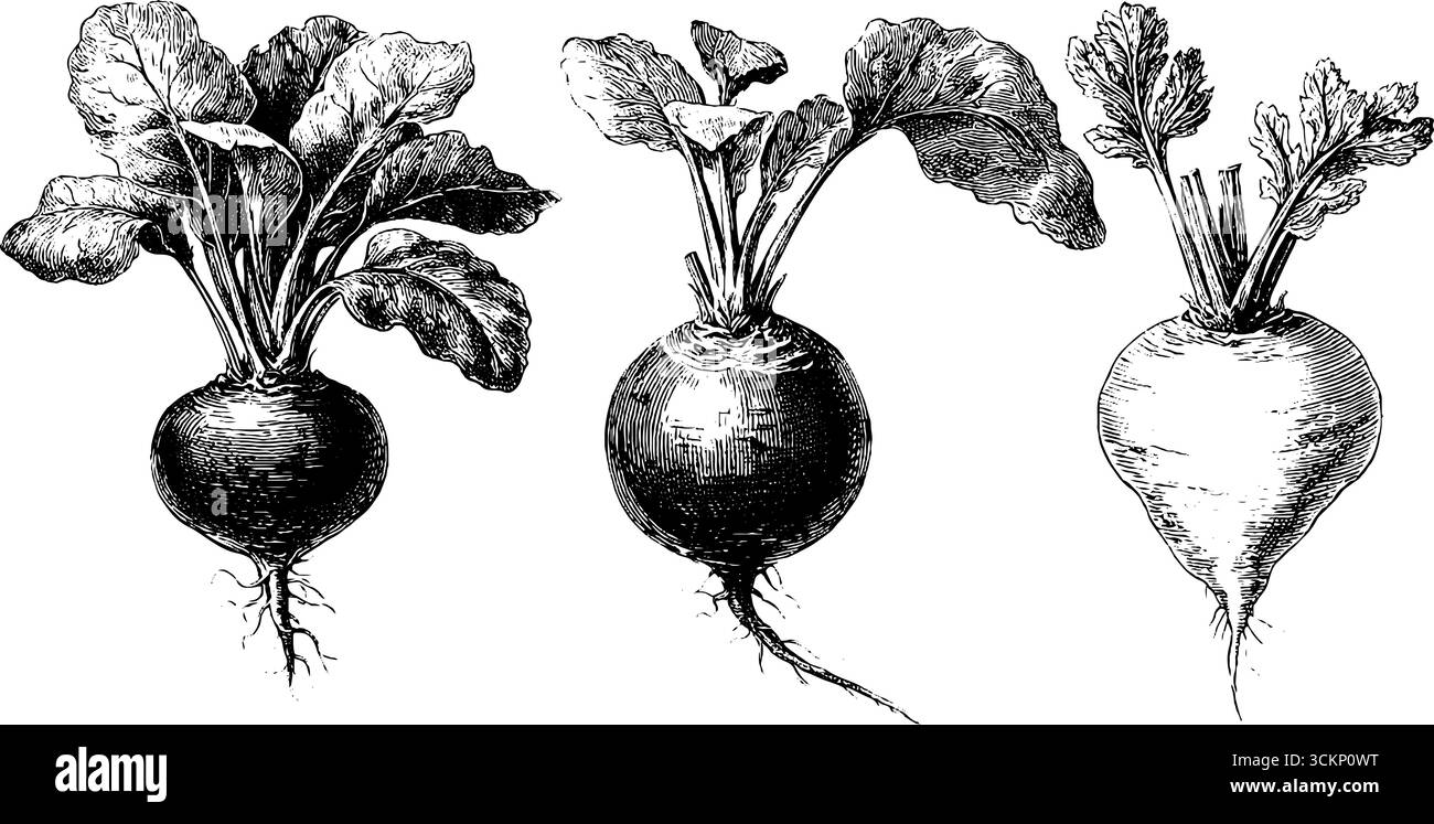 Illustration botanique vintage de variétés de radis et navet pour la conception historique et éducative. Illustration de Vecteur