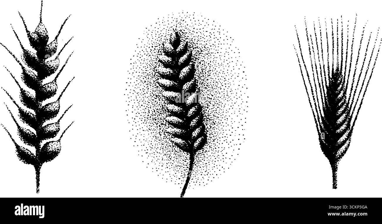 Illustrations détaillées à l'encre botanique avec des techniques de pointillés et de demi-teintes pour la conception. Illustration de Vecteur
