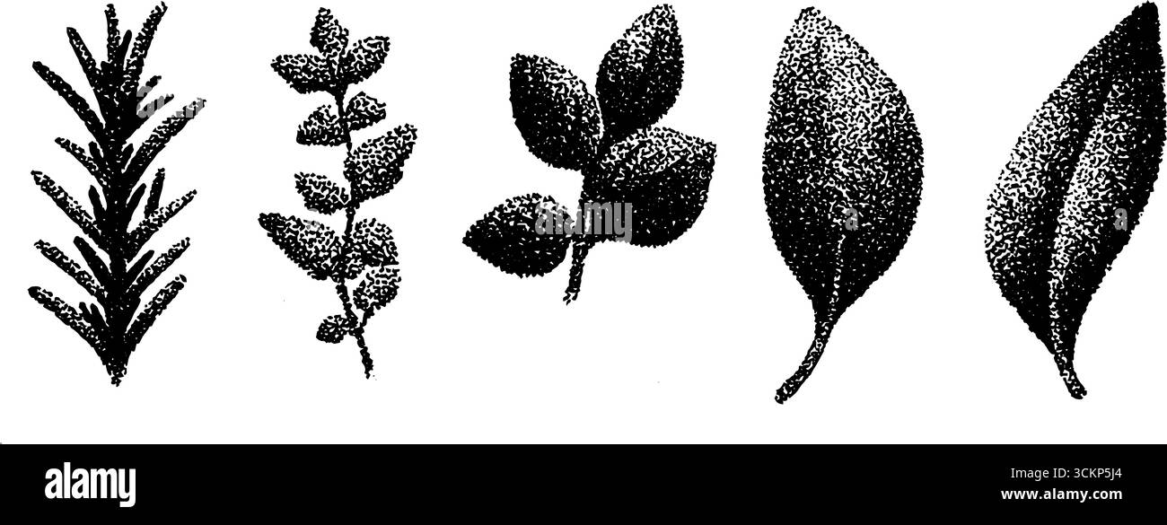 Hyper détaillée illustration pointillée d'encre de feuilles botaniques ensemble pour la conception et les projets d'art. Illustration de Vecteur
