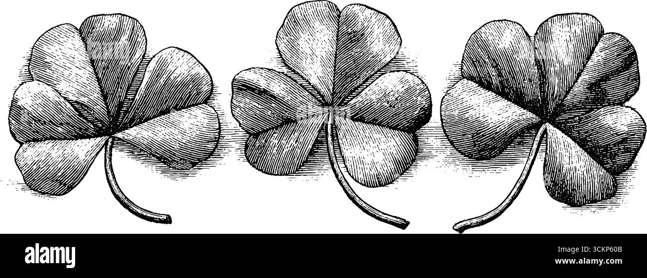 Trio de feuilles de trèfle avec une texture de dotwork complexe pour l'inspiration de conception de tatouage. Illustration de Vecteur