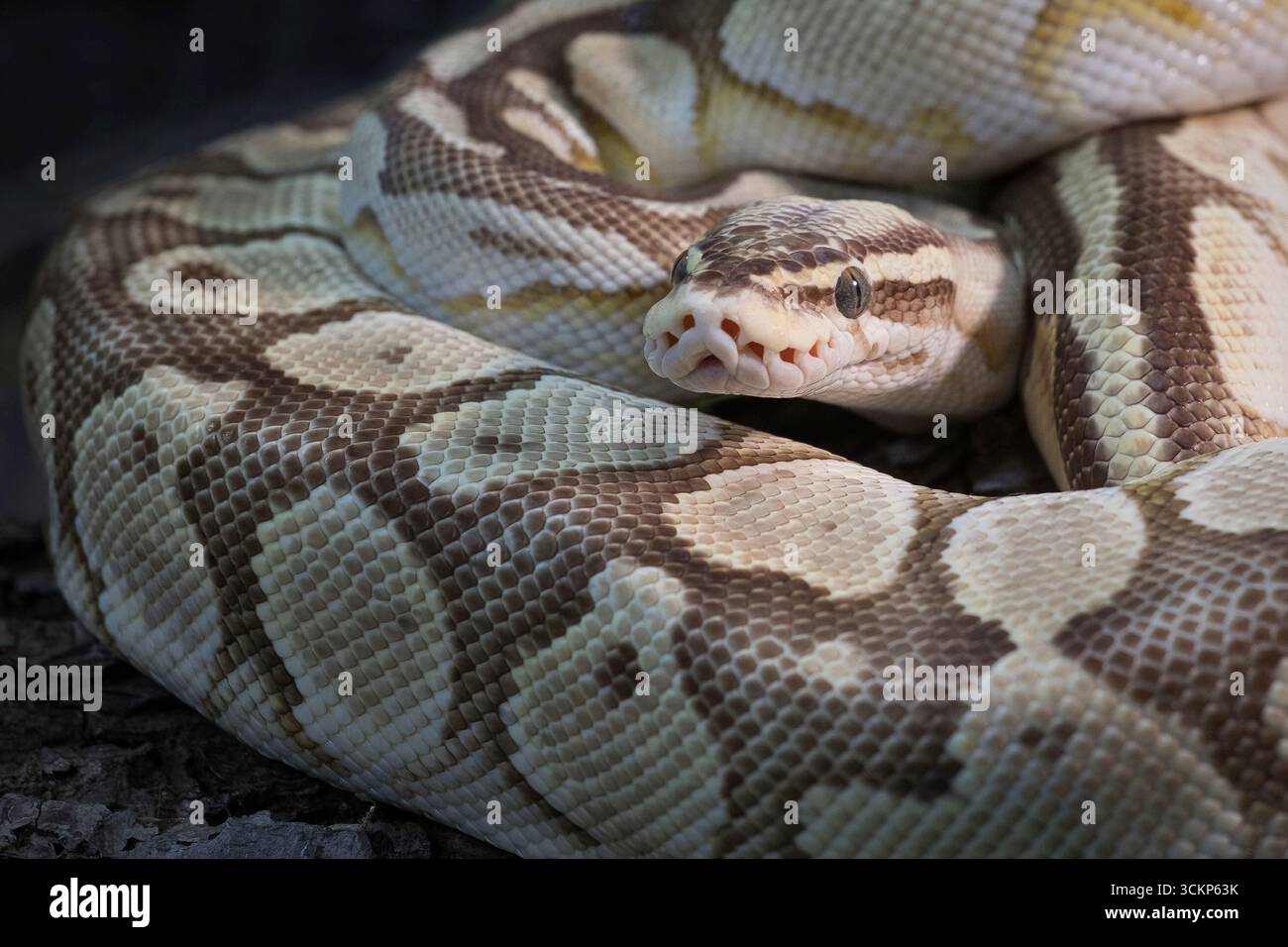 un portrait détaillé très proche d'un python royal. Sa tête émerge de son corps enroulé et ses yeux regardent. Il y a de l'espace pour copier le texte Banque D'Images