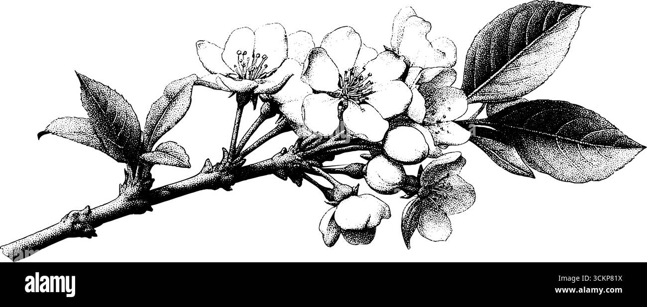 Branche de cerisier détaillée avec des fleurs et des feuilles dans le style dotwork pour la conception d'art botanique. Illustration de Vecteur