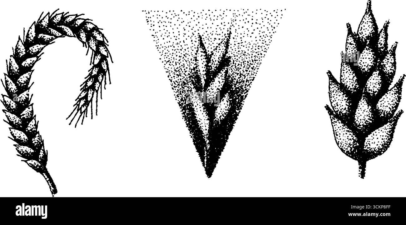 Illustration hyper détaillée à l'encre pointillée des épis de blé. Illustration de Vecteur