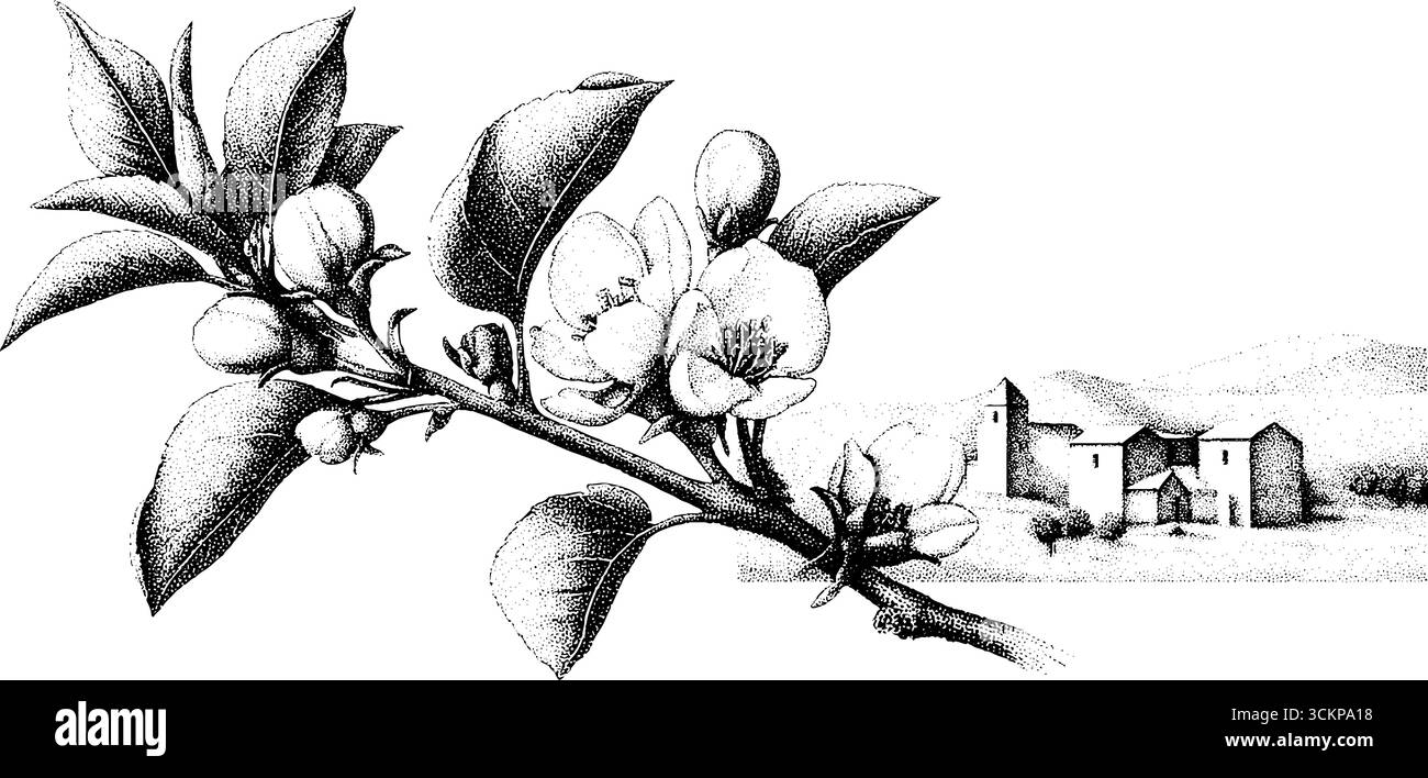 Branche de fleur de verger avec ferme en arrière-plan pour l'art botanique et la conception de la nature. Illustration de Vecteur
