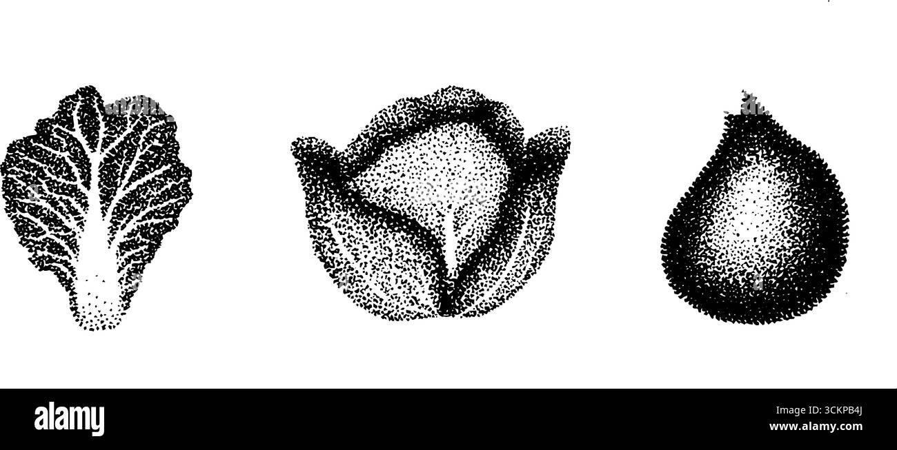 Illustration hyper détaillée d'encre pointillée de légumes à feuilles et forme de goutte. Illustration de Vecteur