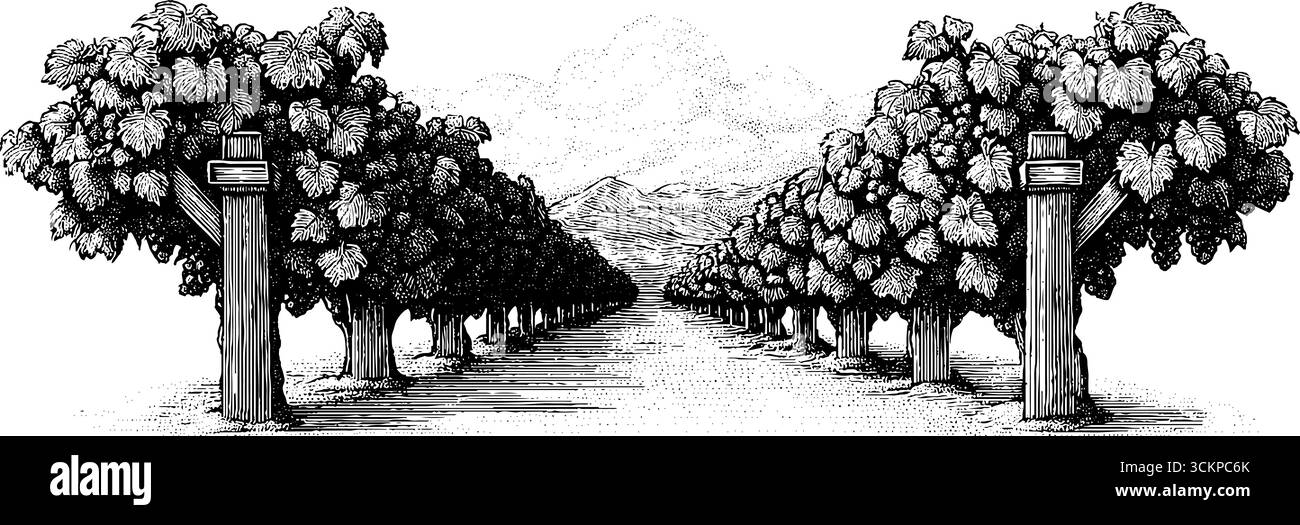 Rangées de vignobles pittoresques avec treillis s'éloignant pour des thèmes de nature et d'agriculture. Illustration de Vecteur