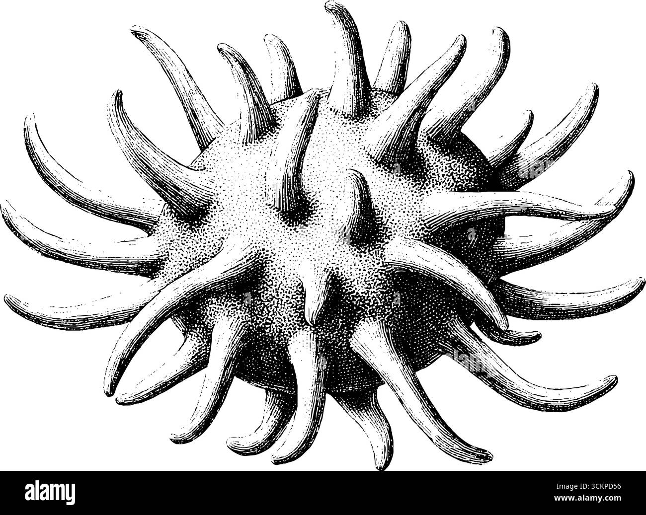 Motif tatouage en pointillés avec ramboutan à pointes noir et blanc. Illustration de Vecteur