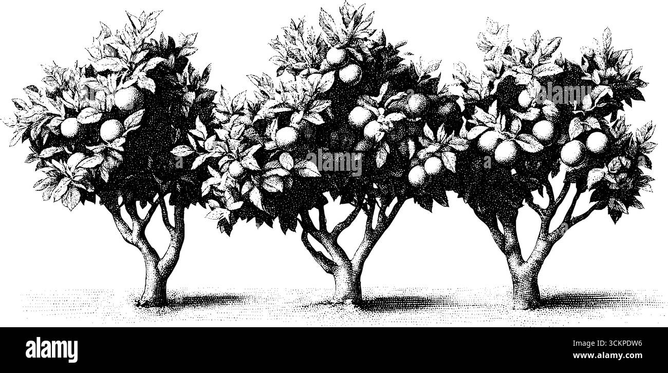 Verger d'automne avec des feuilles tombées et des fruits éparpillés. Illustration de Vecteur