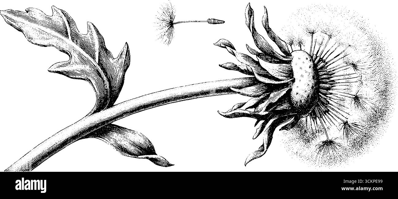 Tête de graines de pissenlit avec des graines se détachant en noir et blanc. Illustration de Vecteur