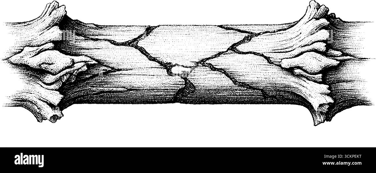 Poutre en bois fracturée avec extrémités fendues en pointillés Illustration de Vecteur