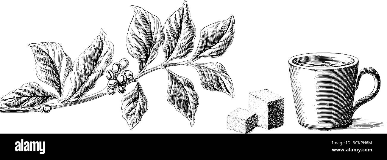 Plante de café élégante avec tasse à espresso et cubes de sucre. Illustration de Vecteur