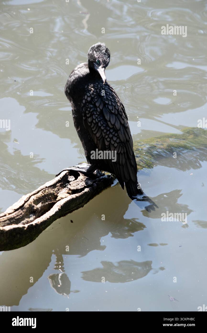 le petit cormoran noir est un oiseau de mer noir avec un œil bleu Banque D'Images le petit cormoran noir est un oiseau de mer noir avec un œil bleu Banque D'Images